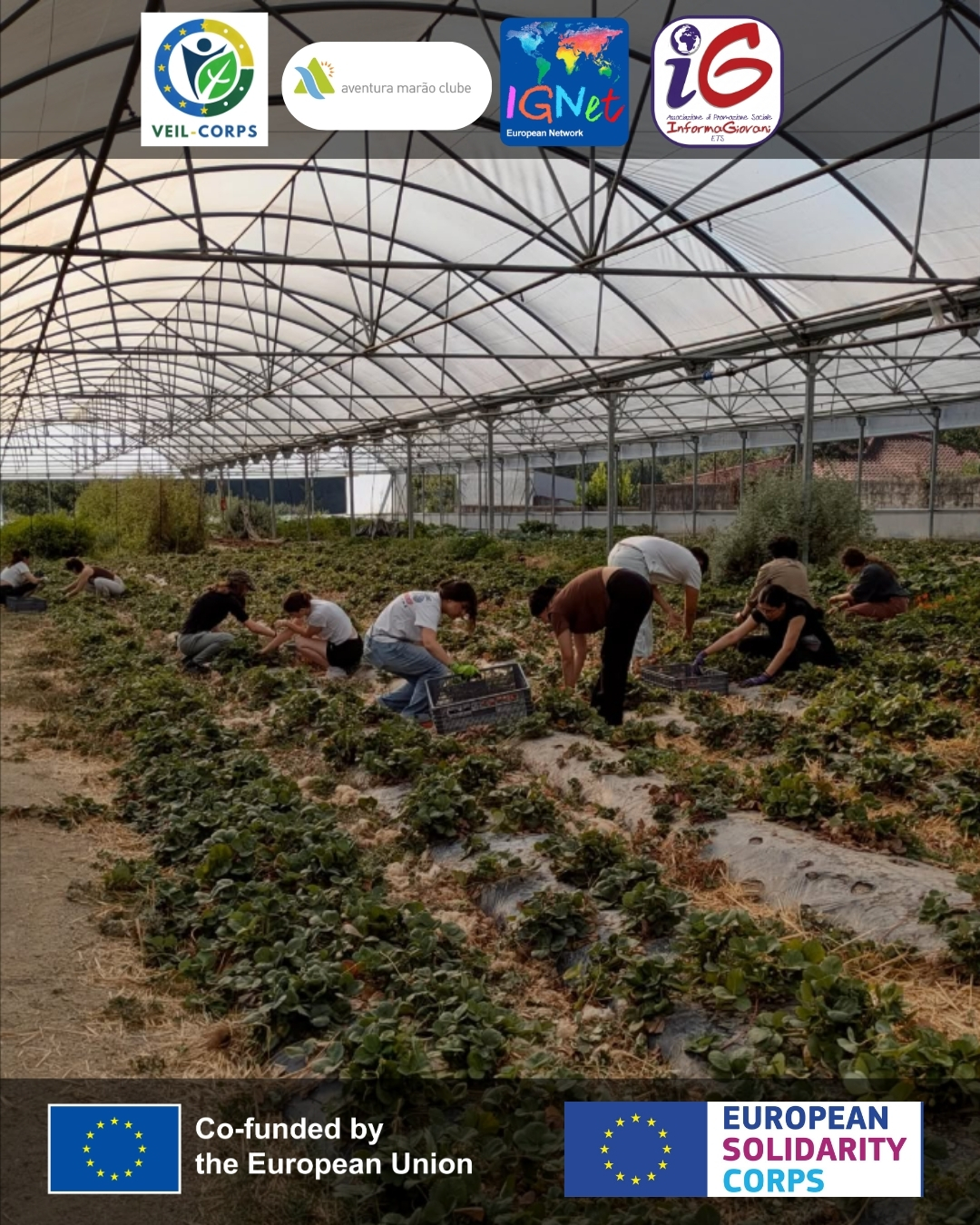 gruppo di persone che lavorano il terreno e delle piante in una serra